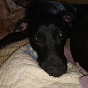 Meet your Posher, Julius